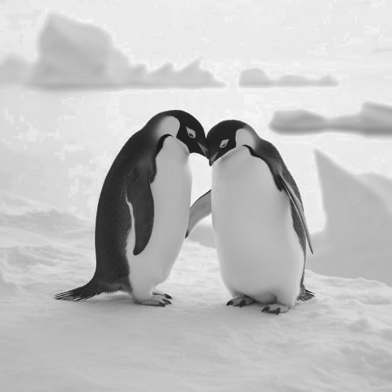 Que hacemos por ti BdP