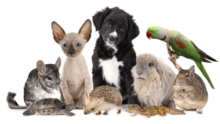 Animales de Compañia