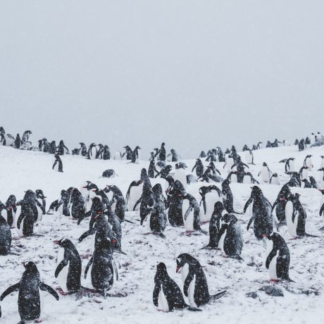 Formación Pinguinos EM