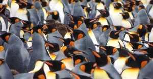 Muchos Pingüinos todos juntos